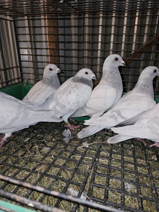 Sprzedam gołębie