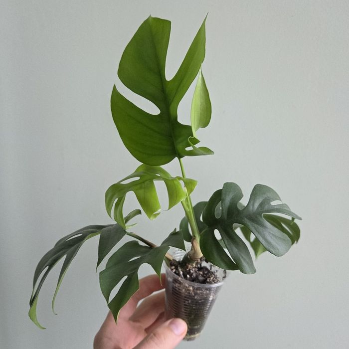 Monstera minima/монстера