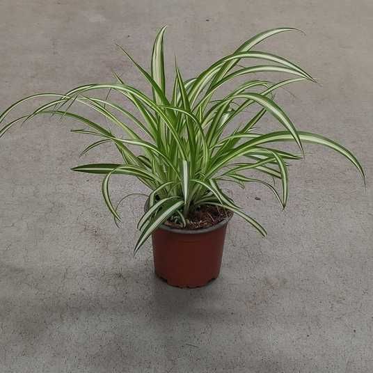 Хлорофітум.Молоді розетки хлорофітум