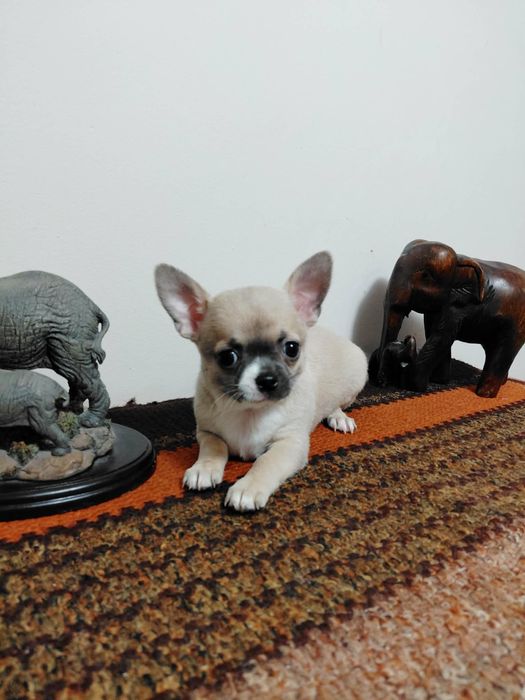 Sprzedam piękną sunie rasy chihuahua.