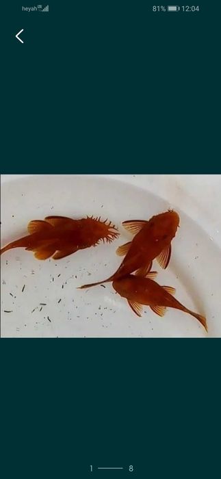 Zbrojnik glonojad czerwony super red ancistrus