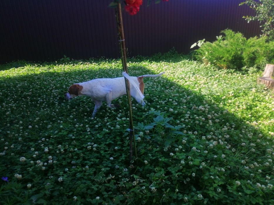 Английский пойнтер ищет невесту