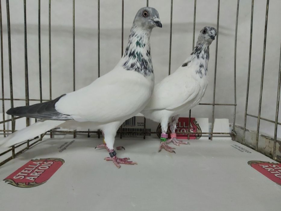 Gołębie Budapeszty Sportowe