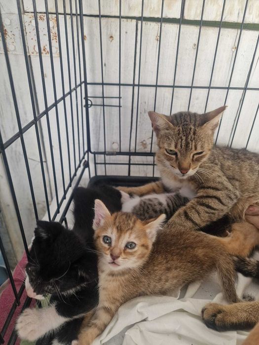 Gatos bebés para adoção consciente