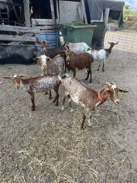 Cabras floridas para venda