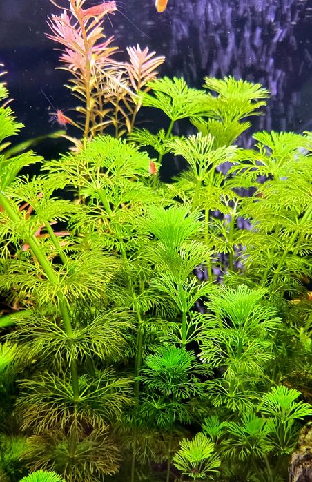 Rośliny akwariowe zdrowe łatwe w uprawie. Limnophilia