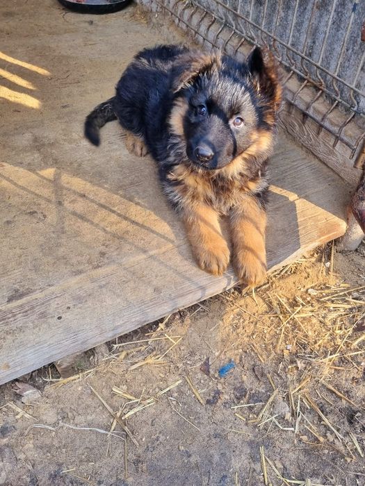 Owczarek niemiecki długowłosy - szczenię