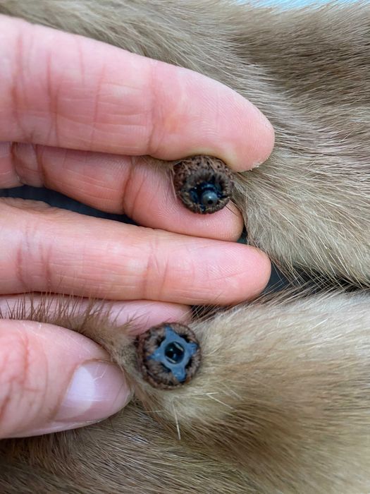 мех норки с лапками