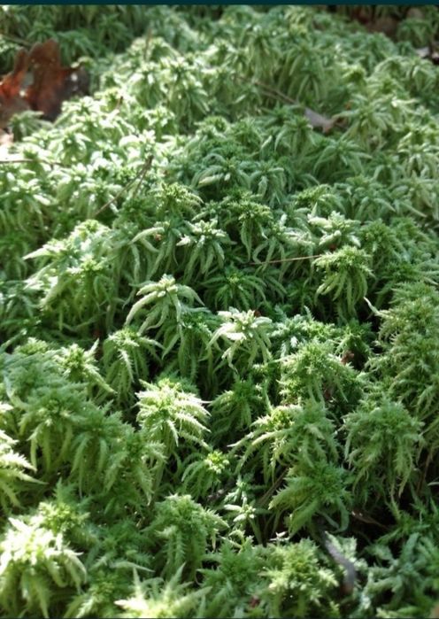 свіжий та сухий мох сфагнум