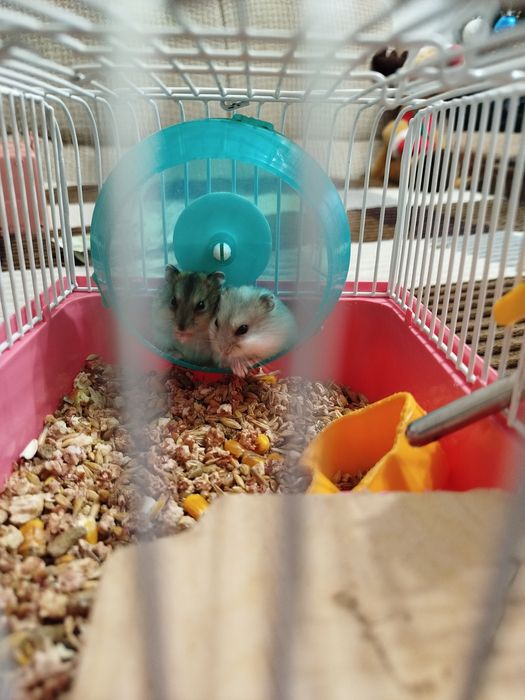 Хомячки джонгарики