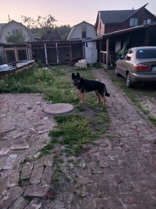 Віддам в добрі руки
