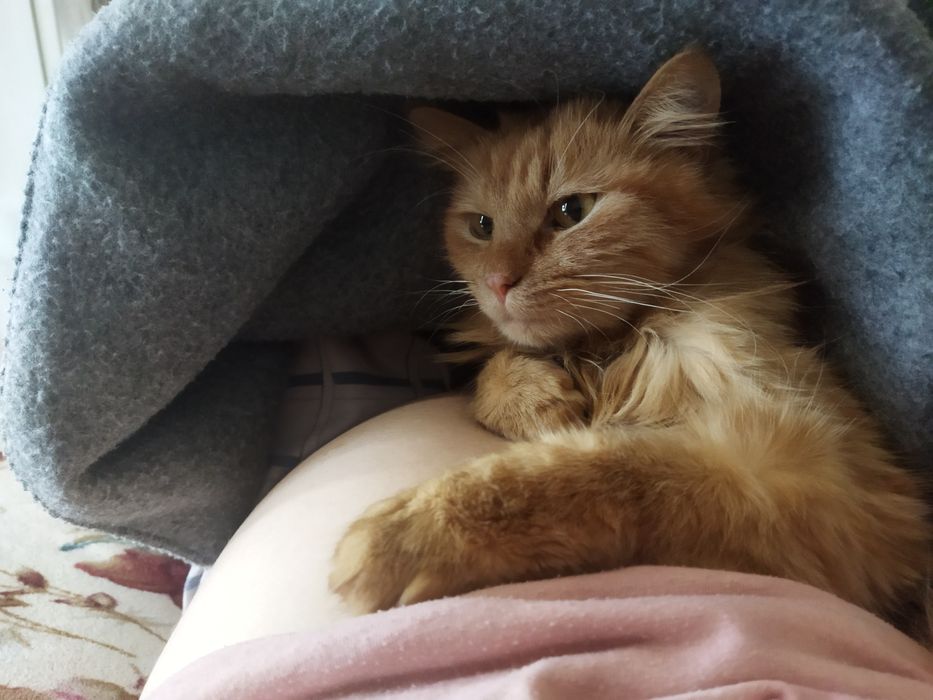 (СРОЧНО) Отдам Котика очень хороший котик