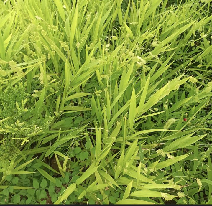 Погонаретум, просо, садовый злак, злаки