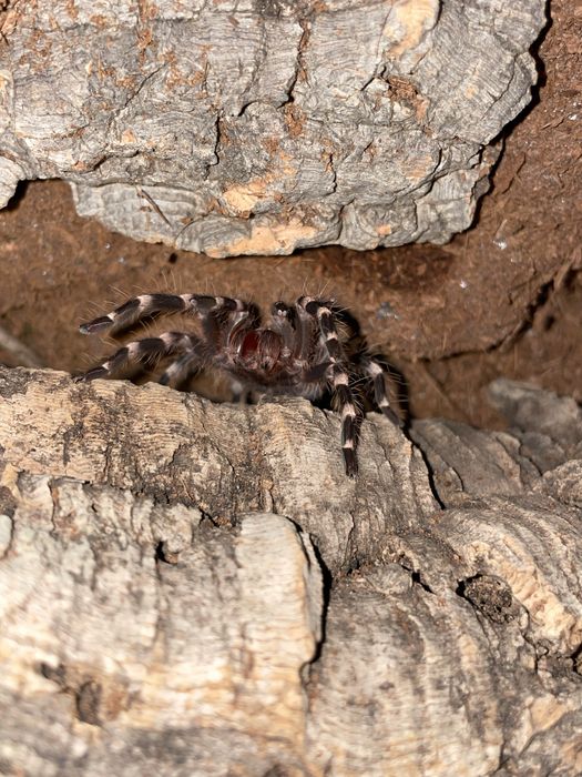 sprzedam mini chodowle