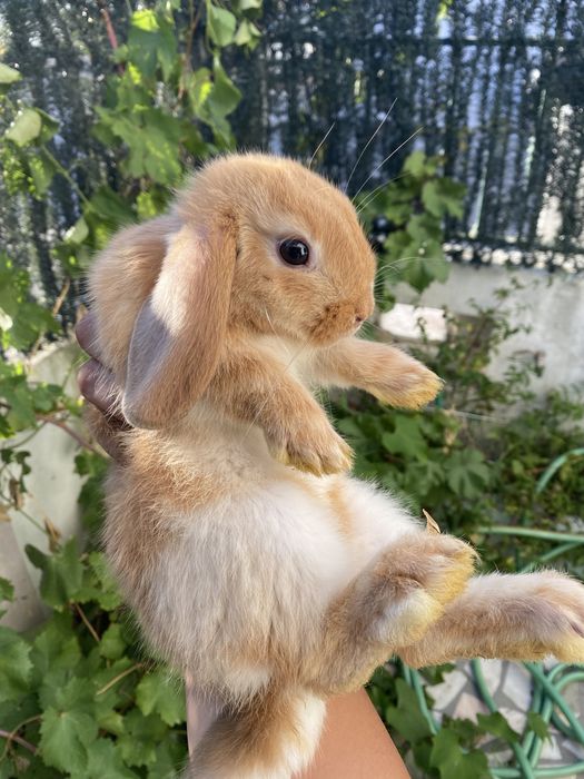 Holland Lop coelhos orelhudos