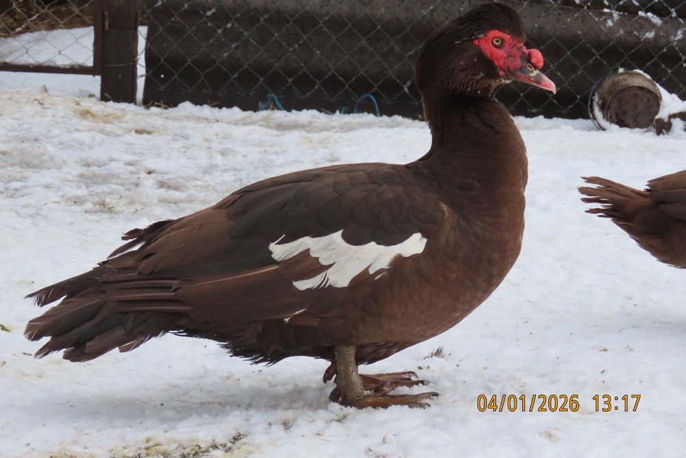 Мускусні качки німецької лінії