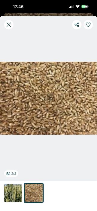 Продам Леннокс посівну пшеницю  Яра на посів