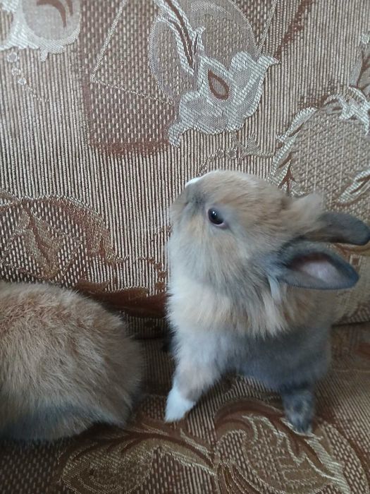 Карликовые кролики