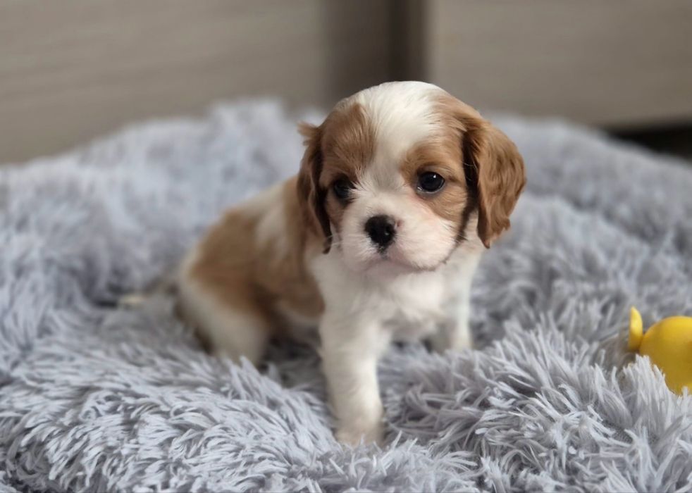 Cavalier King Charles Spaniel - suczka blenhein