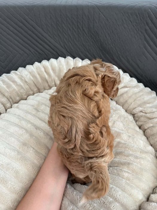 Sprzedam suczke maltipoo