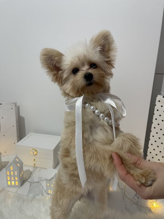 Помапу — Наймякші лапки цього літа