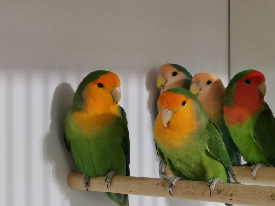 Agapornis rosicolis long feather