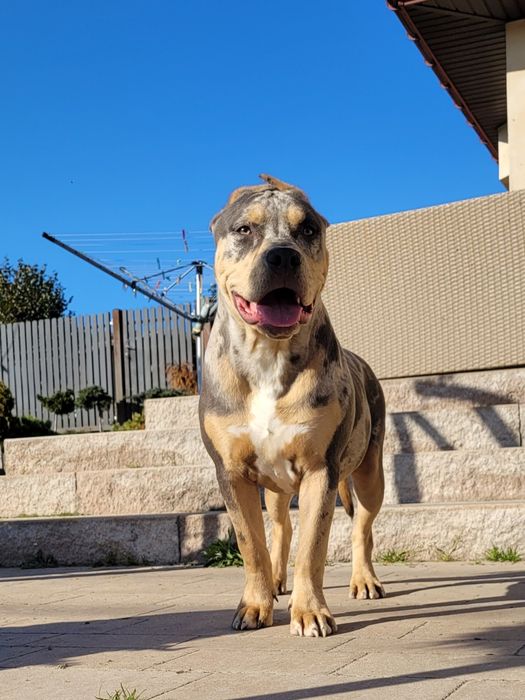 American bully lilacc tri merle