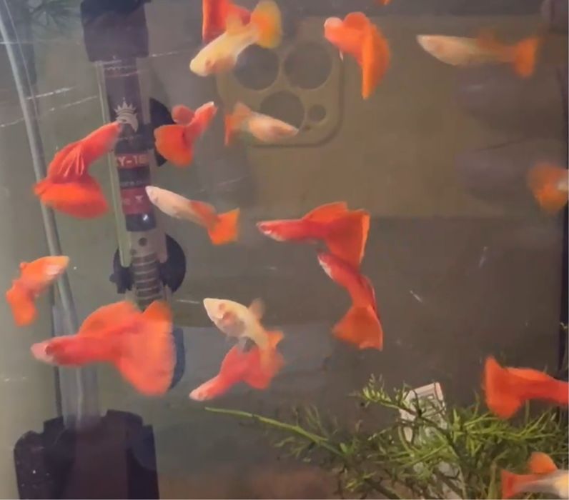 Guppy Full Red Albino Big Dorsal (e outros)