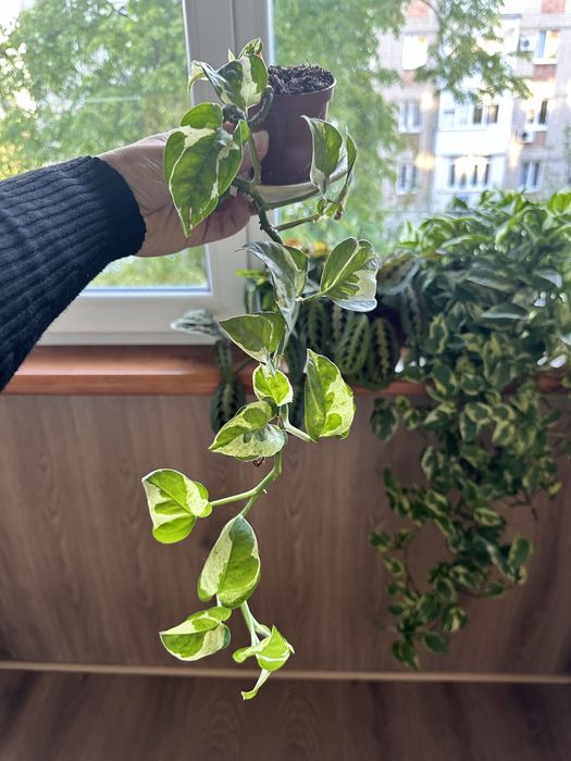 Епіпремнум/сциндапсус