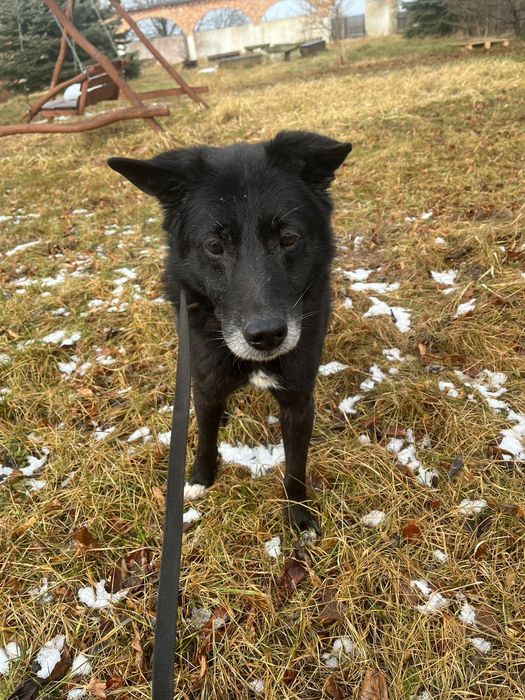 Pies do adopcji Wrocław - Łagodny, przyjazny Bary