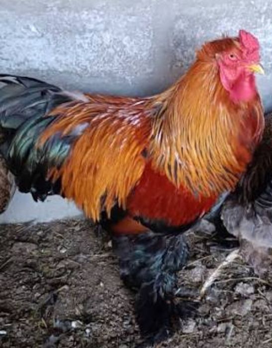 Casal de galinha braham perdiz dourado