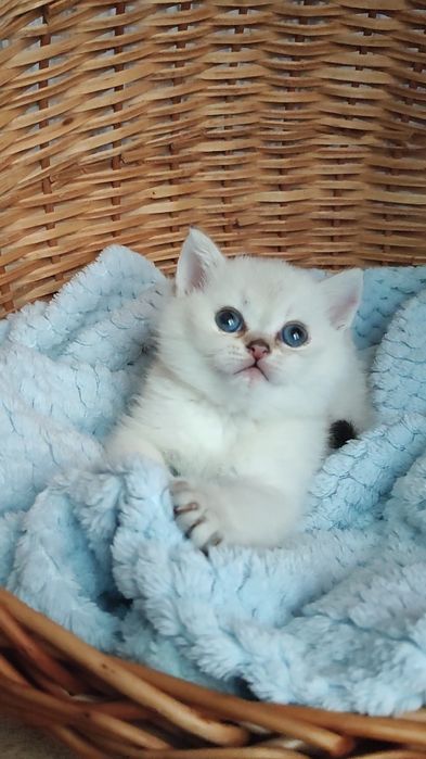 Шотландский мальчик, шиншилла-пойнт