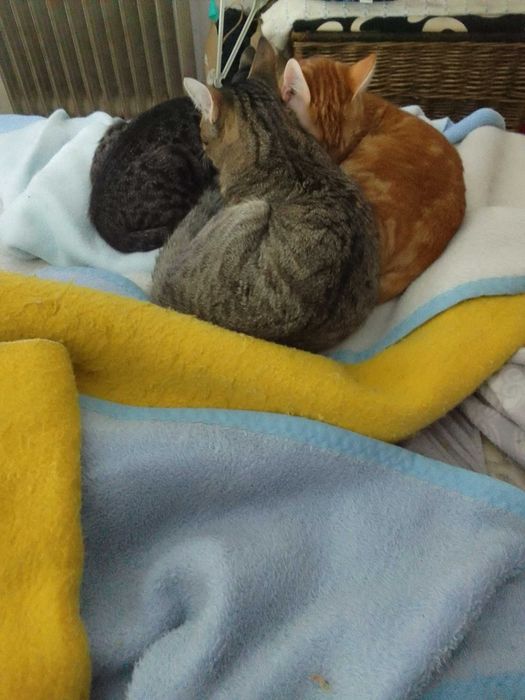 Estou a doar 3 gatos machos