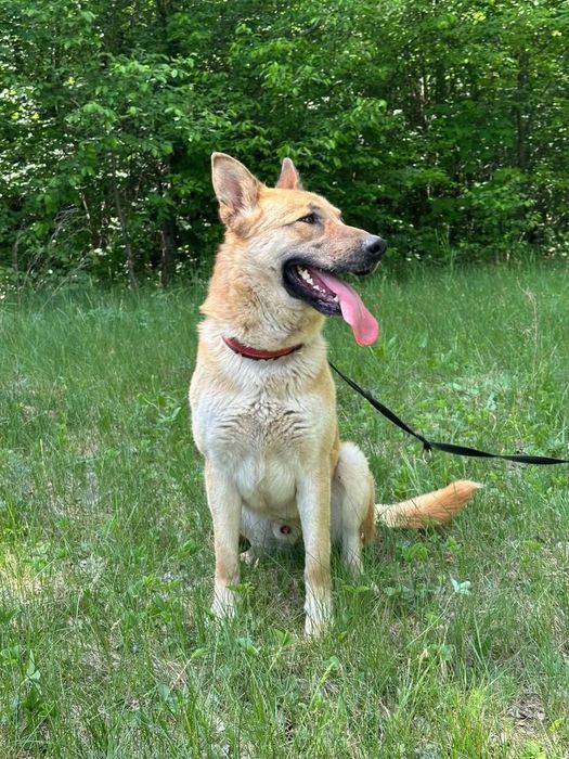 Mlody, przyjacielski Texas poleca się do adopcji