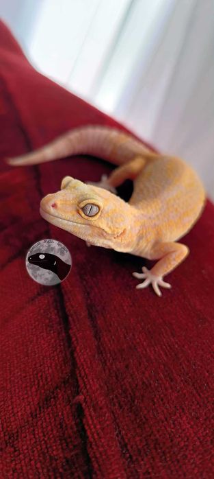 Gekon Eublefar Lamparci samica-Rainwater Albino het Blue Amber Eye