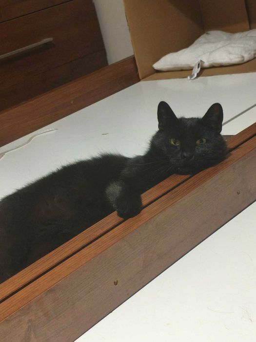 Gadatliwy kocur Pumeks szuka domu