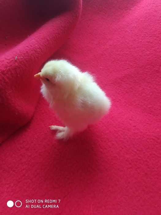 Яйця і курчата брами