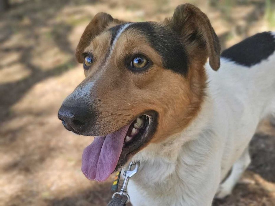 IZARI - już nie smutny, pełen wiary w człowieka łaciatek