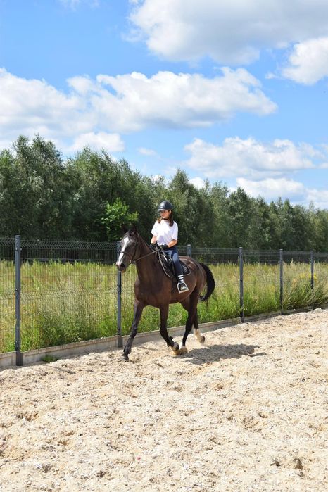 Wałach skokowy Zangersheide – Chilli Willi × Quidam de Revel