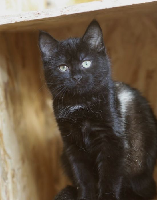 Форест 1 год, котенок ищет дом, маленький котик