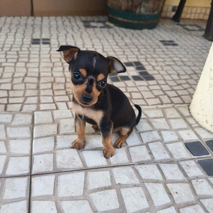 Pinscher miniatura - fêmea