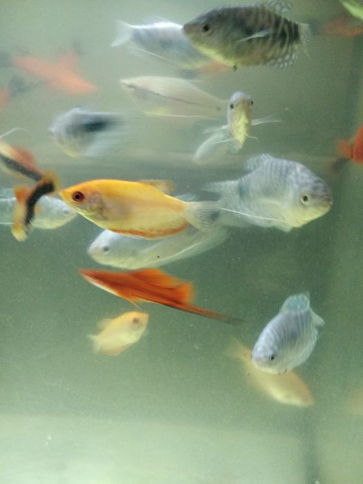 Продам рыбу домашнего разведения