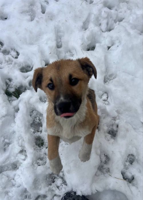 Маленька собака/ песик шукає дім