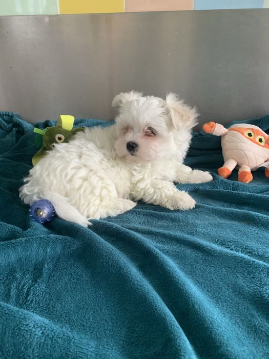 Bichon maltês menino