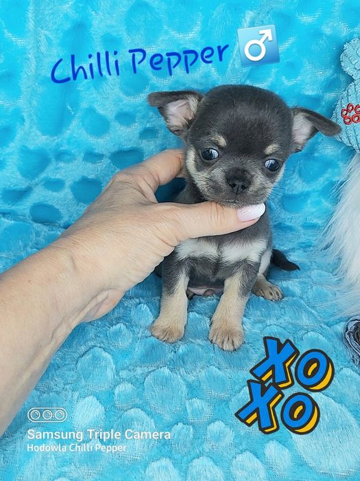 Przepiękny niebieski piesek chihuahua  BLUE