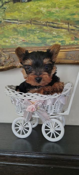 York mini piesek gotowy do odbioru Aktualne