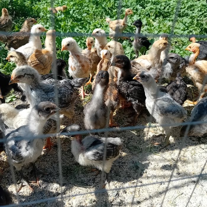 Продам домашніх чотиритижневих циплят.