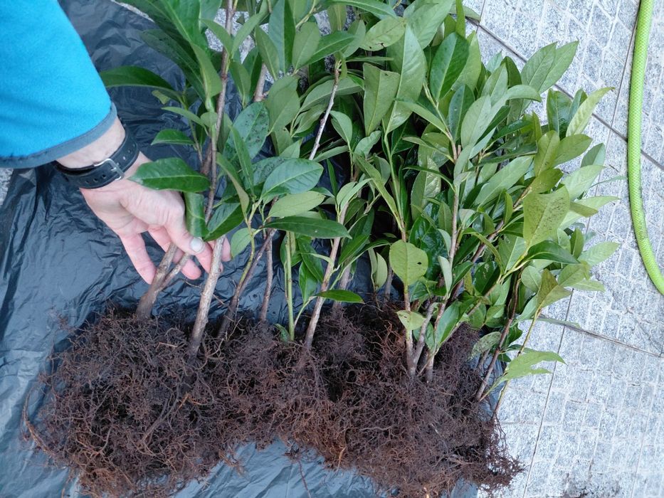 Louro cerejo ( lauros) para fazer sebes