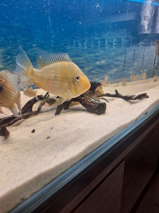 SPRZEDAM ryby .polecam