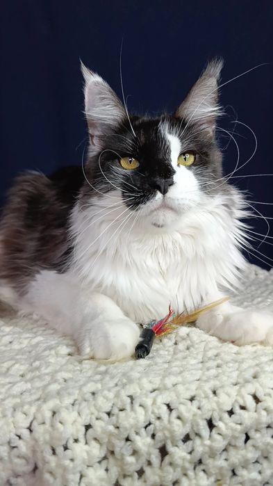 Котик породы Мейн Кун